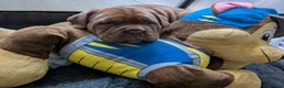 Dogue De Bordeaux dogs for sale: Female Dogue de Bordeaux puppy  in Wigan - Advert 5