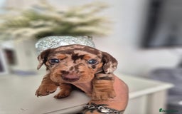 Dachshund dogs for sale: Miniature dachshund puppies PRA CLR - Image 31