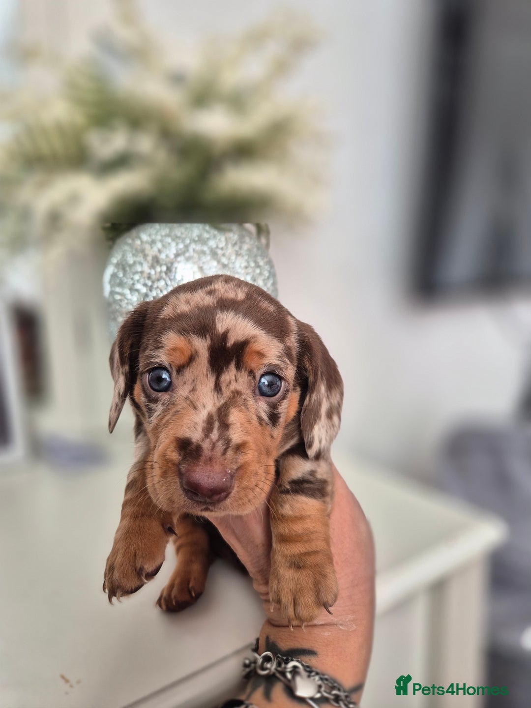Dachshund dogs for sale: Miniature dachshund puppies PRA CLR - Image 31