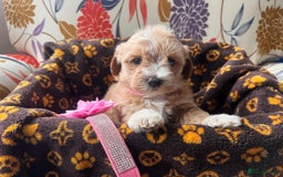 Maltipoo dogs for sale: F1 toy multipoo puppies - Image 7