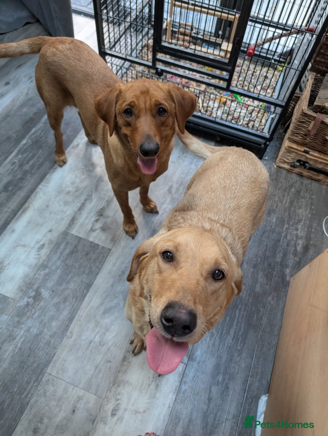 Labrador Retriever dogs for sale: Fosterwold Yellow/red Labrador pups - Image 8