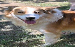 Mixed Breed dogs for adoption: 🐾 Finley-Border Collie mix with heart of gold 🐾 - Image 3