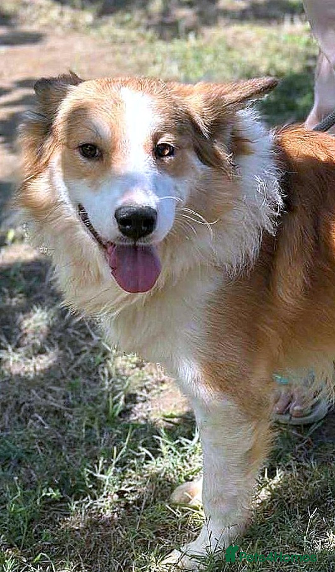 Mixed Breed dogs for adoption: 🐾 Finley-Border Collie mix with heart of gold 🐾 - Image 3