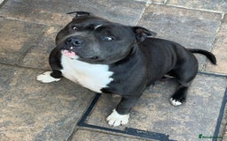 Staffordshire Bull Terrier dogs for stud: STORM - Image 4