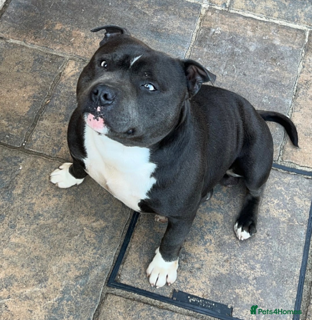 Staffordshire Bull Terrier dogs for stud: STORM - Image 4