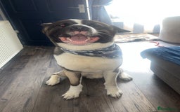 Huskita dogs for sale: 2 year old huskita - Image 8