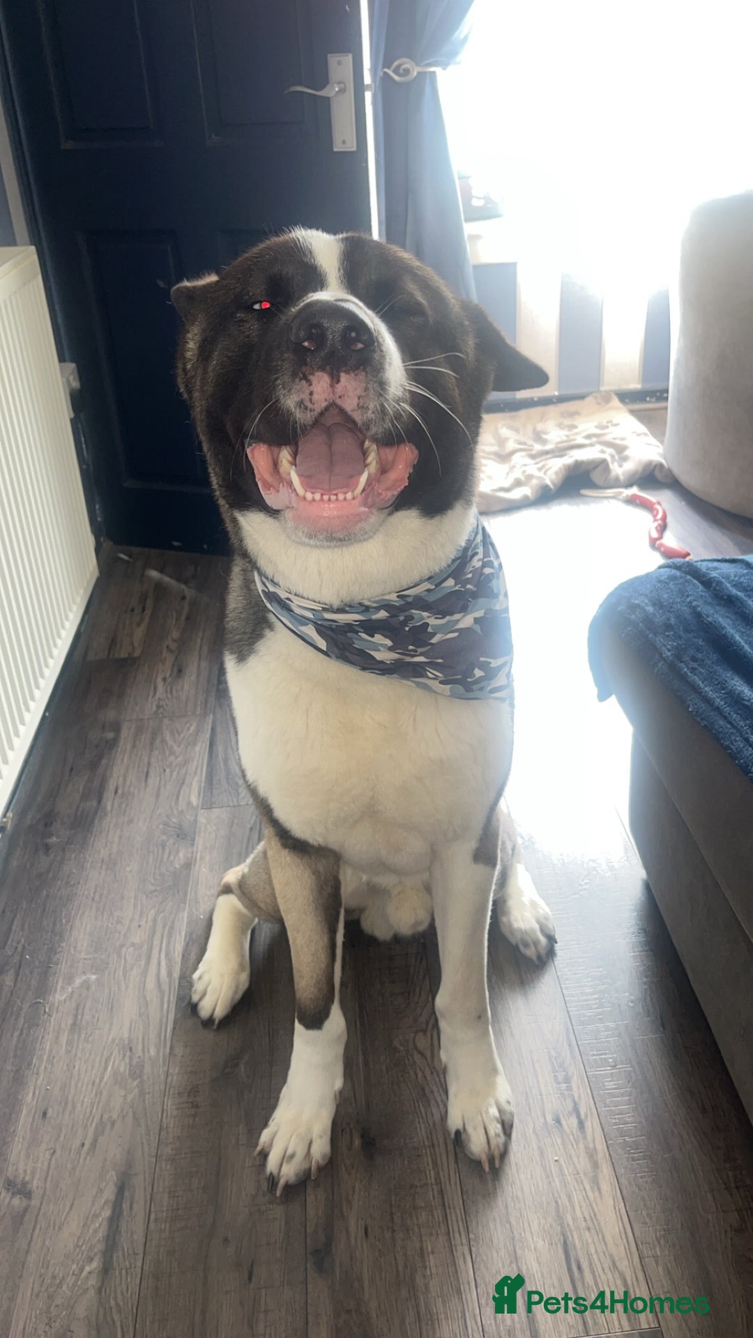 Huskita dogs for sale: 2 year old huskita - Image 8