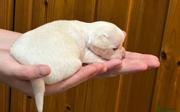 Chihuahua dogs for sale: Puppy  - Image 6