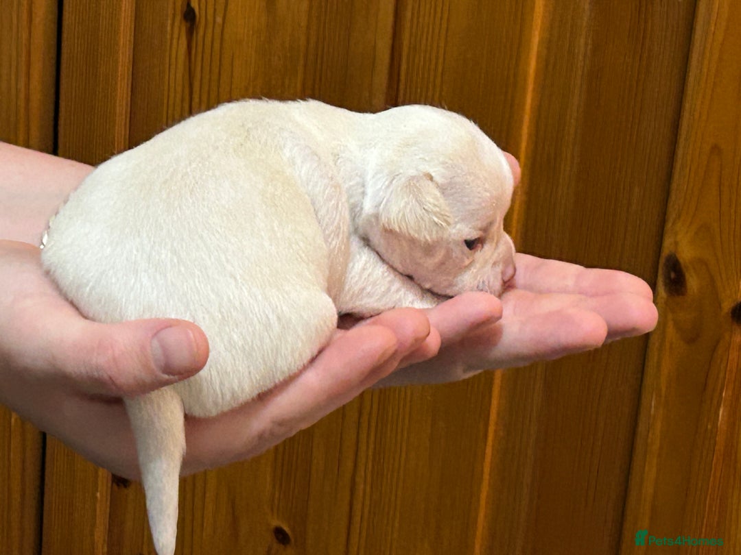 Chihuahua dogs for sale: Puppy  - Image 6