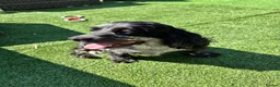 Cocker Spaniel dogs for sale: Cocker spaniel puppies  in Atherstone - Advert 12
