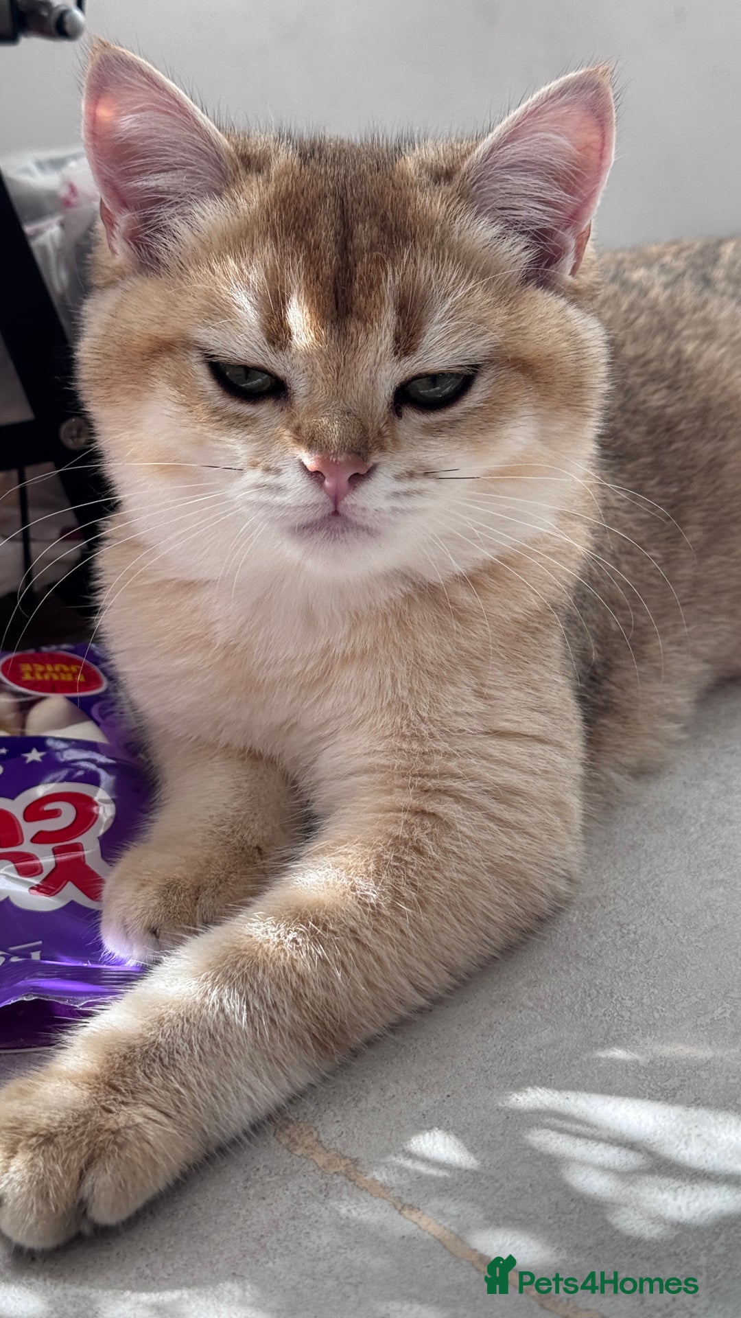 British Shorthair cats for sale: BSH GCCF Girl and Boy NY 12 GOLDEN BLACK SHEDDED  in Basildon - Image 9
