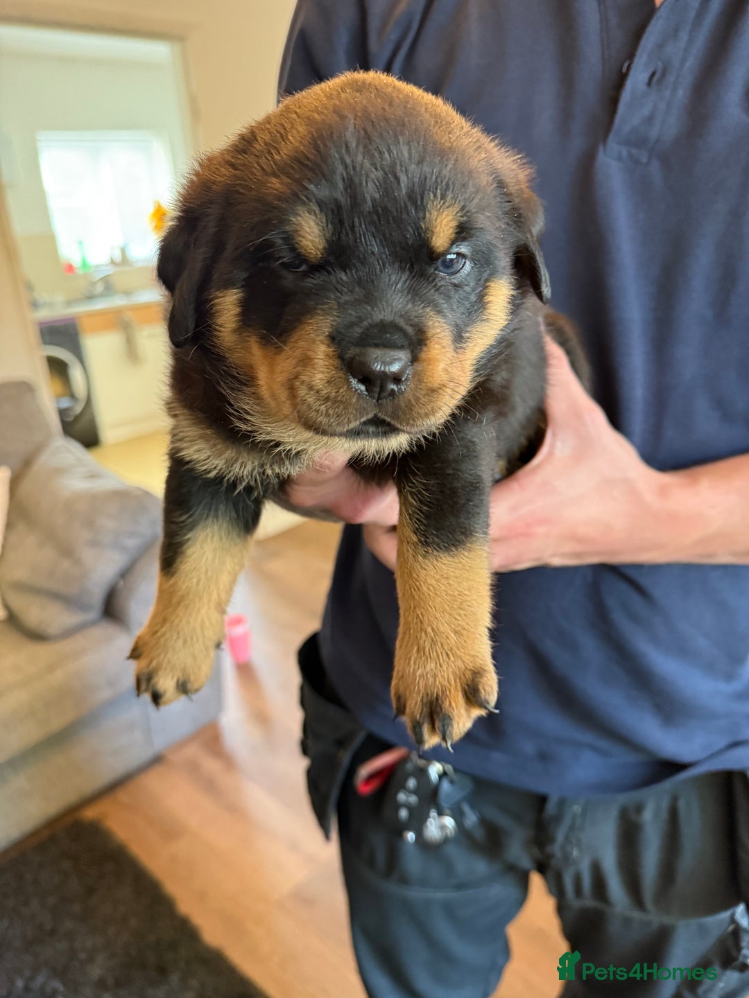 Rottweiler dogs for sale: Rottweiler puppies  - Image 13