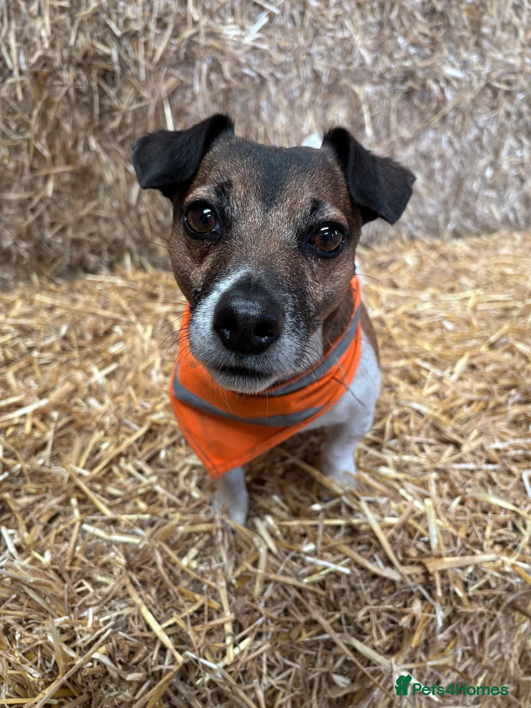 Jack Russell dogs for stud: Jack Russell Stud Available - Advert 2
