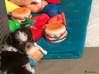 Shih Tzu dogs 6 beautiful shih tzu puppies - Advert 12