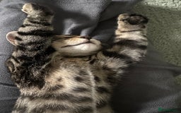 Bengal cats for sale: Beautiful Bengal Kitten - Image 1