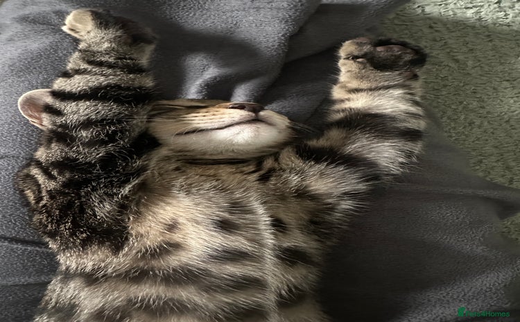 Bengal cats - Advert 2