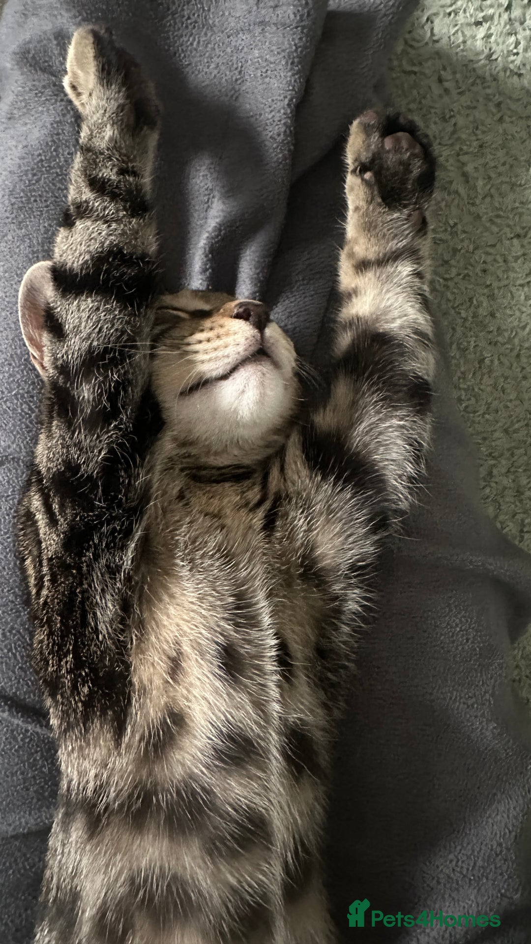 Bengal cats for sale: Beautiful Bengal Kitten - Image 1