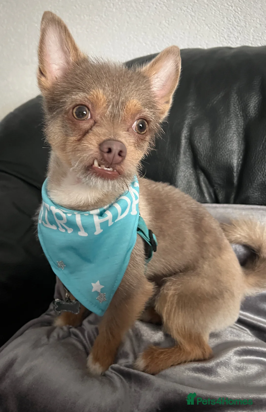 Pomchi dogs for stud: Pomchii for stud - Advert 1