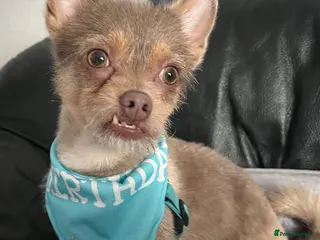 Pomchi dogs Pomchii for stud - Advert 1