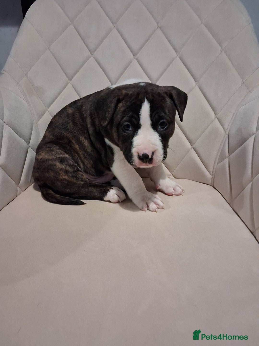 Mixed Breed dogs for sale: American bully Staffordshire bull terrier Puppies  - Advert 14