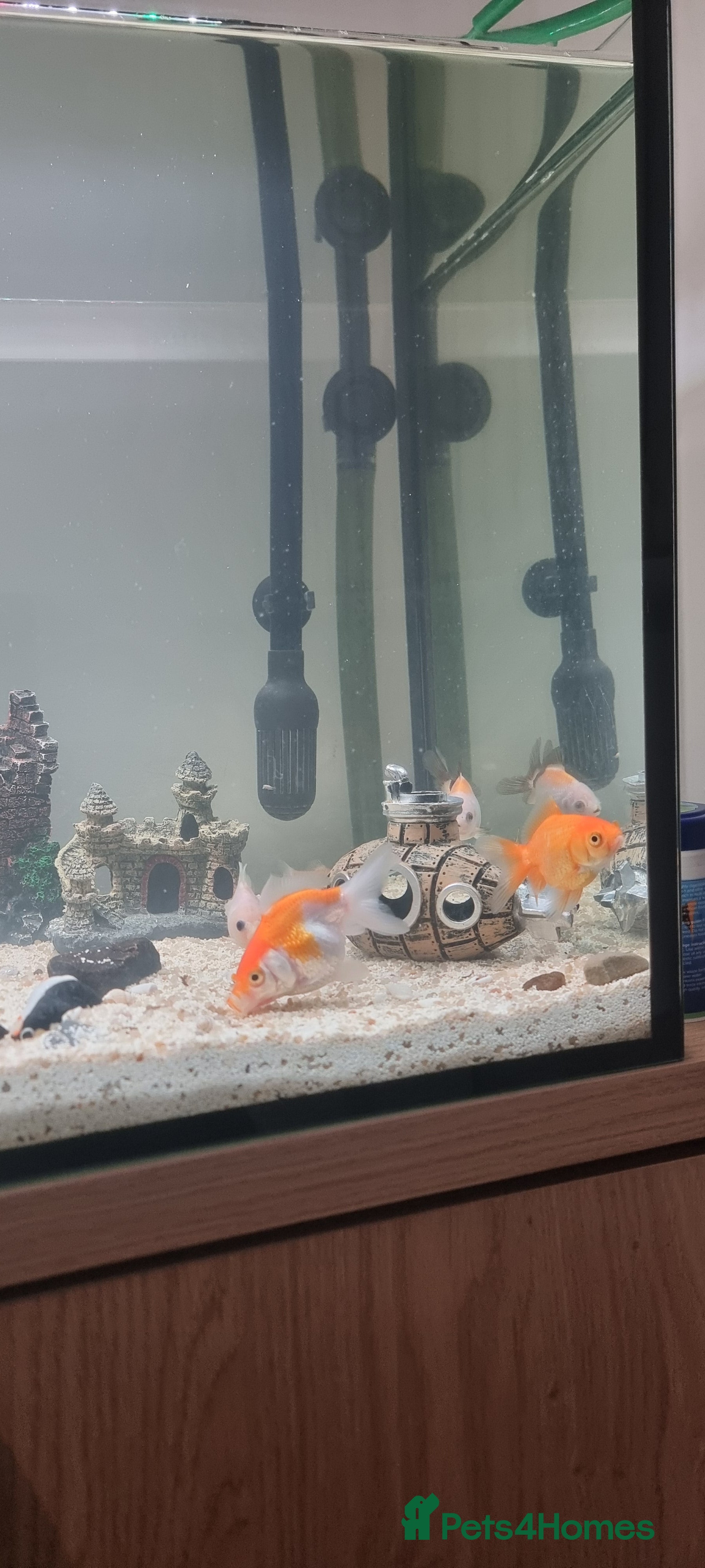 Barbs fish Fish tanka with evrthing for seal  - Advert 1