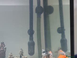 Barbs fish Fish tanka with evrthing for seal - Advert 2