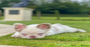 French Bulldog dogs - Advert 7