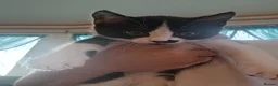 Mixed Breed cats for sale: 9 kittens for sale family pets very friendly  - Advert 5