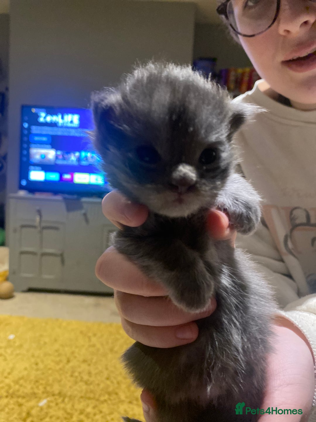 Maine Coon cats for sale: 4 x Maine coon kittens  - Advert 11