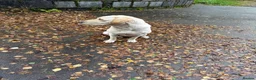 Labrador Retriever dogs for sale: Labrador looking for a new home. - Advert 3