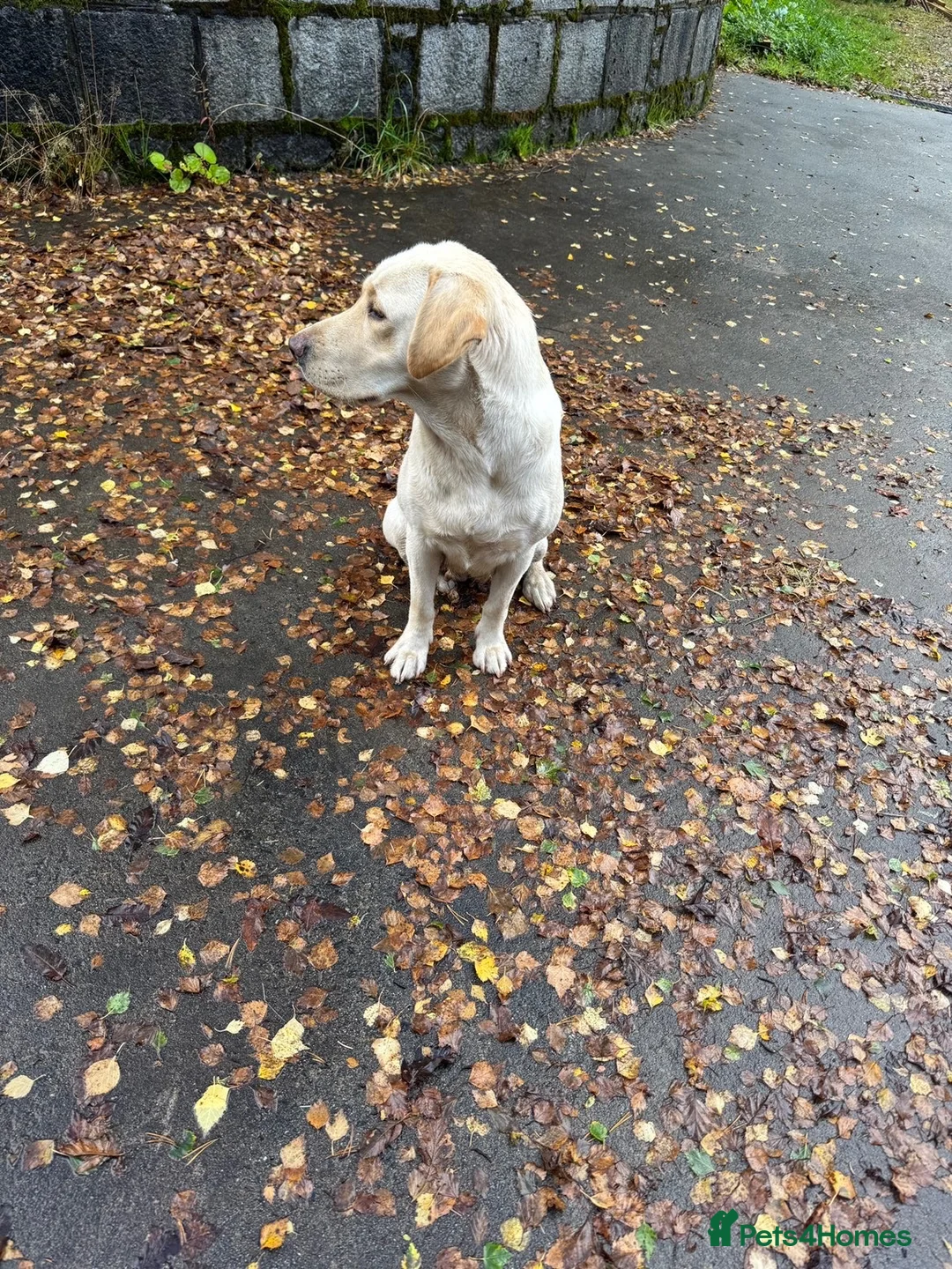 Labrador Retriever dogs for sale: Labrador looking for a new home. - Advert 3