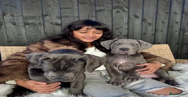 Mixed Breed dogs Last mastiff pups available  - Advert 4
