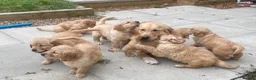 Golden Retriever dogs for sale: A happy healthy family companion  - Advert 13