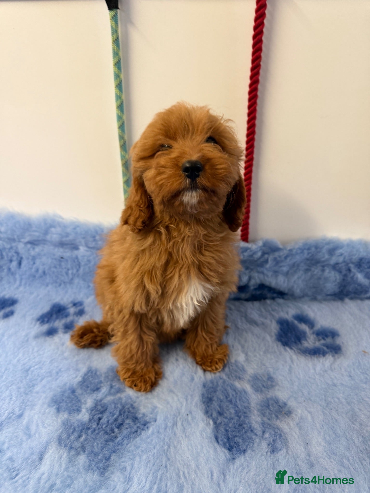 Cavapoo dogs F1 b Cavapoo  - Advert 1