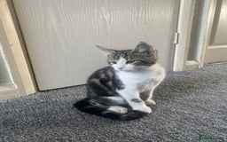 Bengal cats for sale: 2 beautiful Bengal mix - Image 4