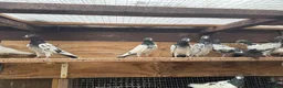 Pigeons birds for sale: Pakistani high flyers for sale  - Advert 12