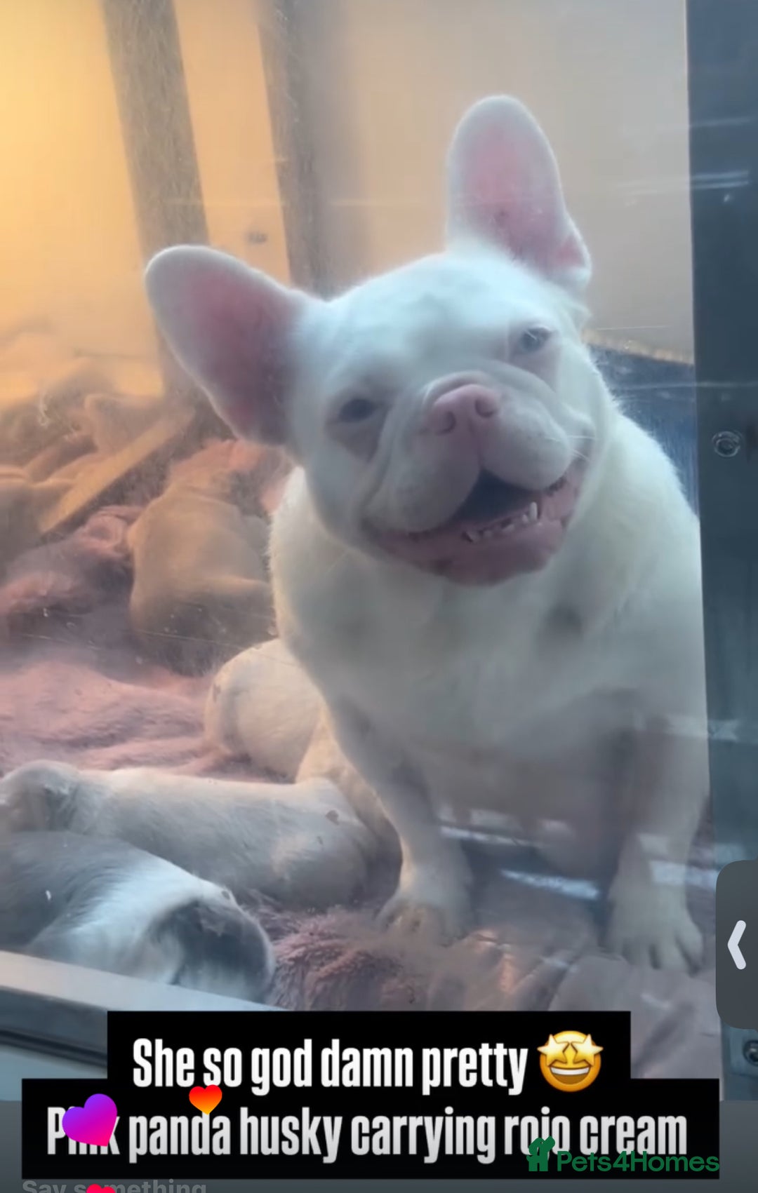 French Bulldog dogs for sale: Panda husky puppy’s  - Image 4