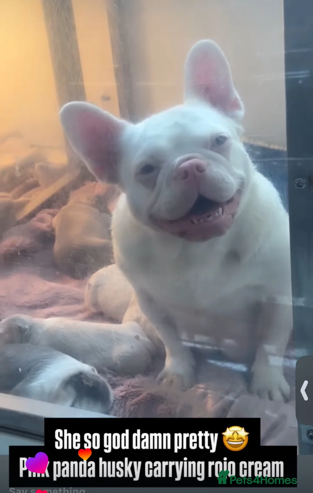 French Bulldog dogs for sale: Panda husky puppy’s  - Advert 2