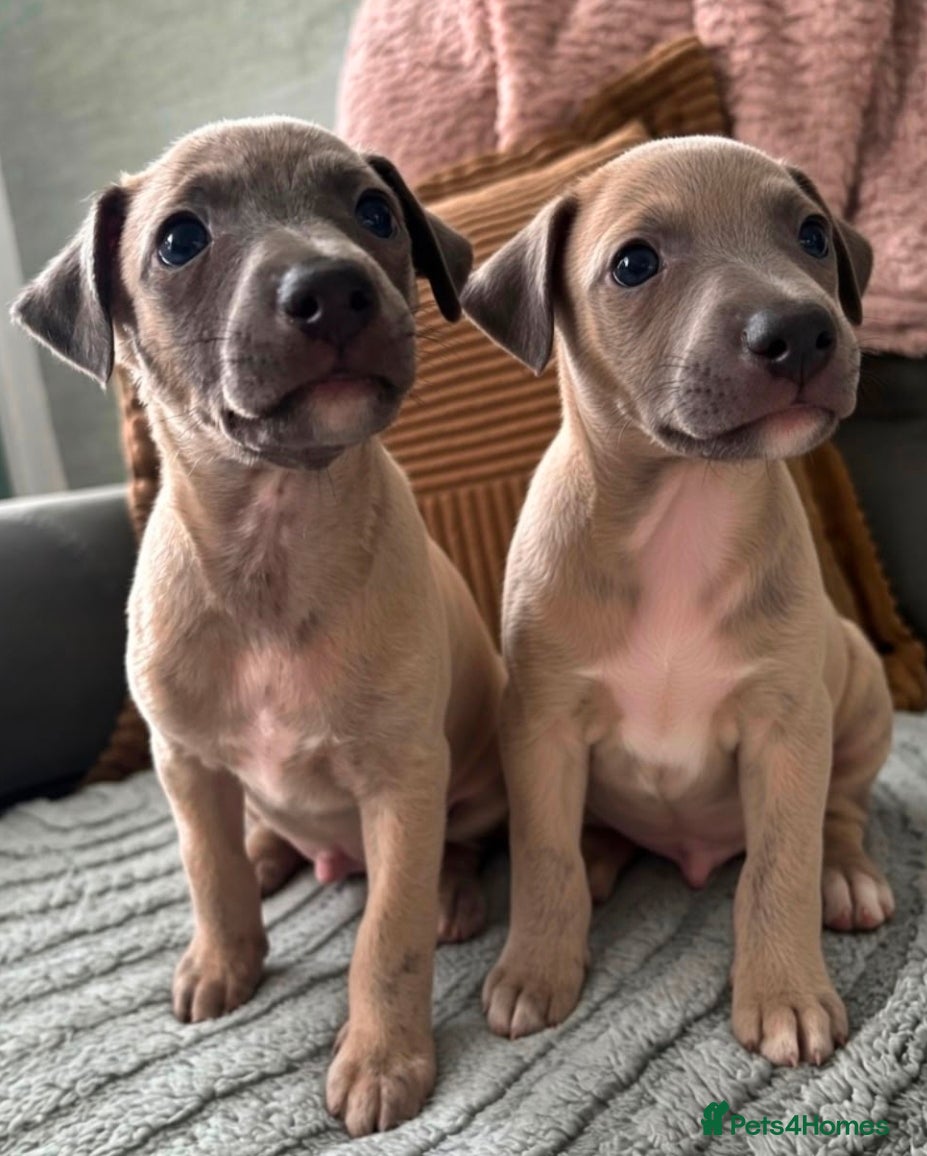 Whippet dogs The 4 most precious!Kc boys wippets 🐶    - Advert 2