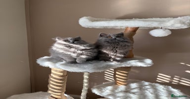 British Shorthair cats - Advert 1