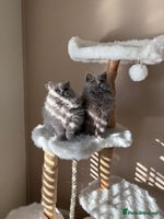 British Shorthair cats - Advert 11