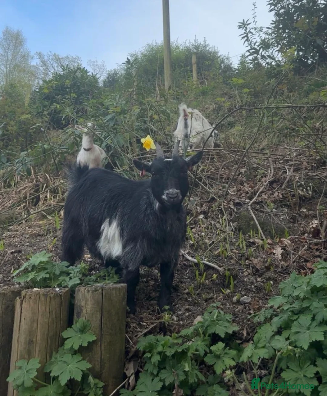 Goats livestock for sale: Registered Female Pygmy Goats  - Advert 4