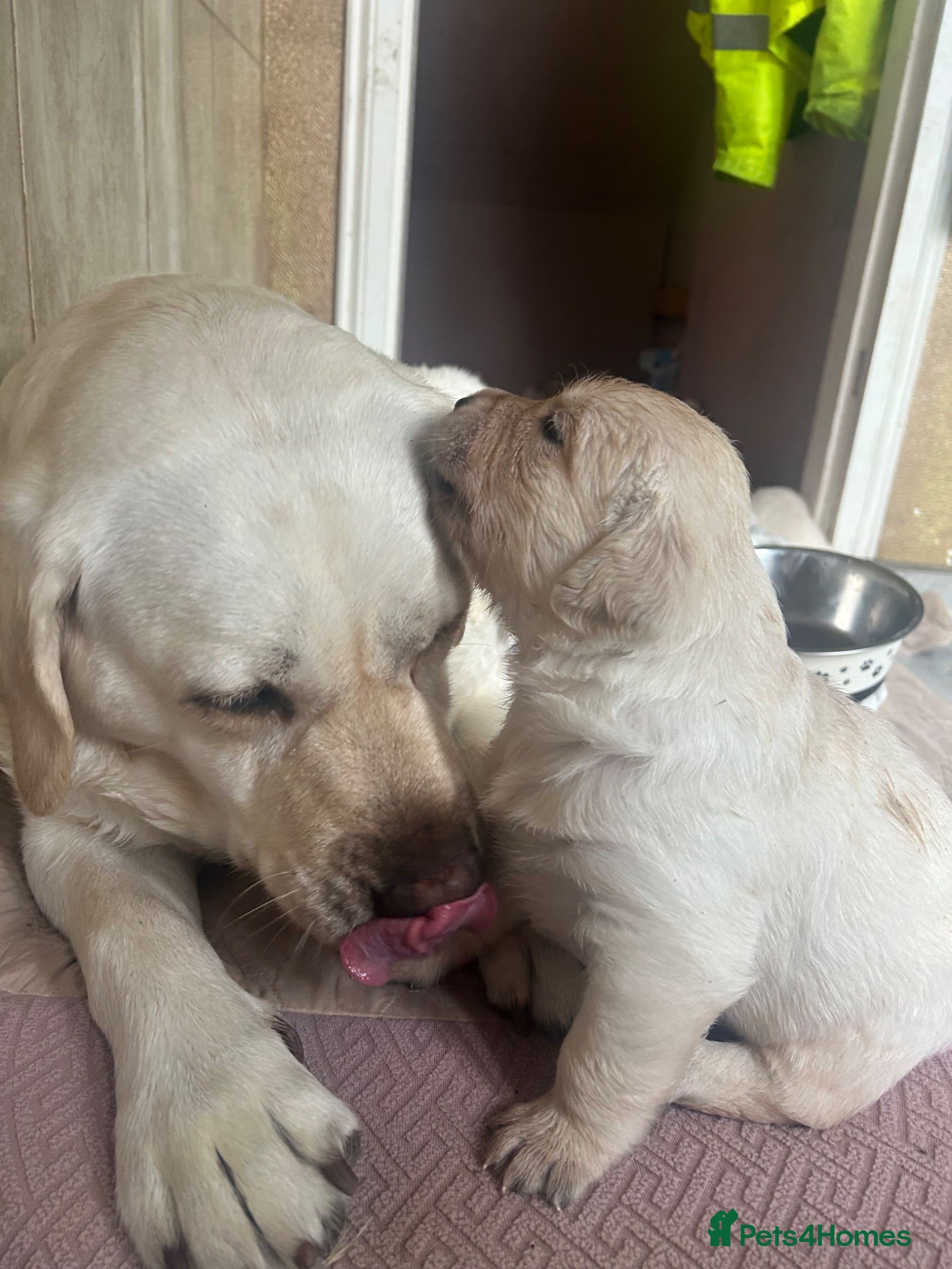 Labrador Retriever dogs Labrador retriver fci golden retriver champion - Advert 14