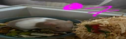 Hamster rodents for sale: Syrian hamsters various colours and genders - Advert 12