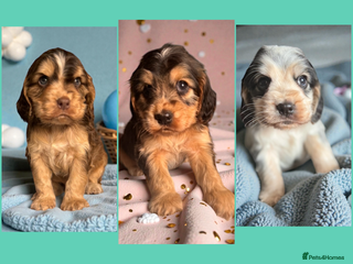 Cockapoo dogs 🐶THE MOST PERFECT SHOW SPANIELS and F1 COCKAPOOS - Advert 10