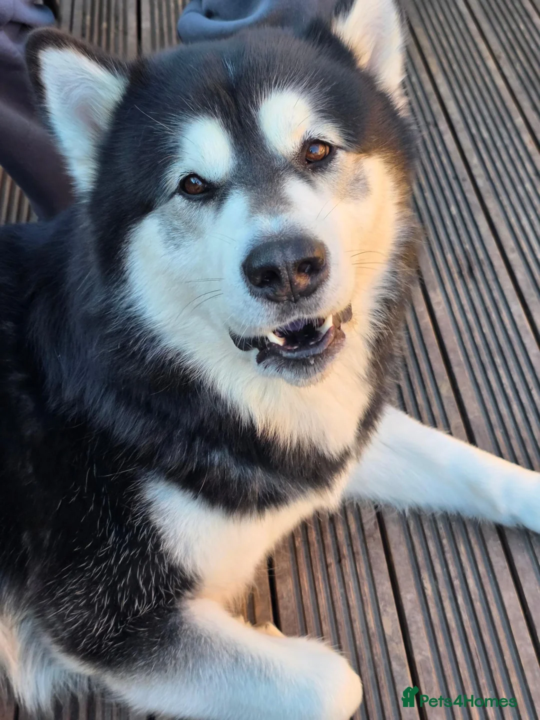 Alaskan Malamute dogs for stud: Baxter in Telford - Advert 2
