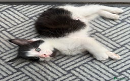 Korat cats for sale: KITTENS FOR FREE!!! NEED GONE ASAP! - Image 1