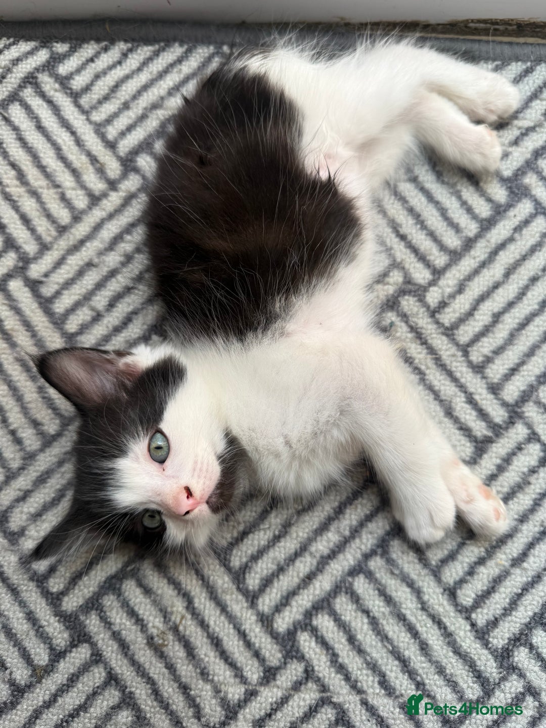 Korat cats for sale: KITTENS FOR FREE!!! NEED GONE ASAP! - Image 1