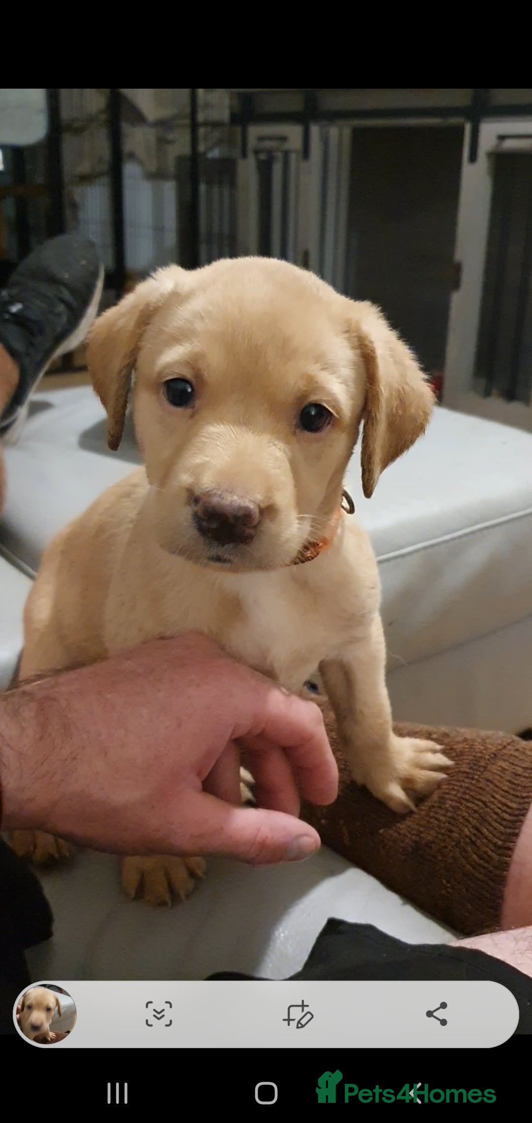 Labrador Retriever dogs for sale: KC Registered Health Tested Red & Black Labs - Image 11