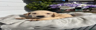 Labrador Retriever 6